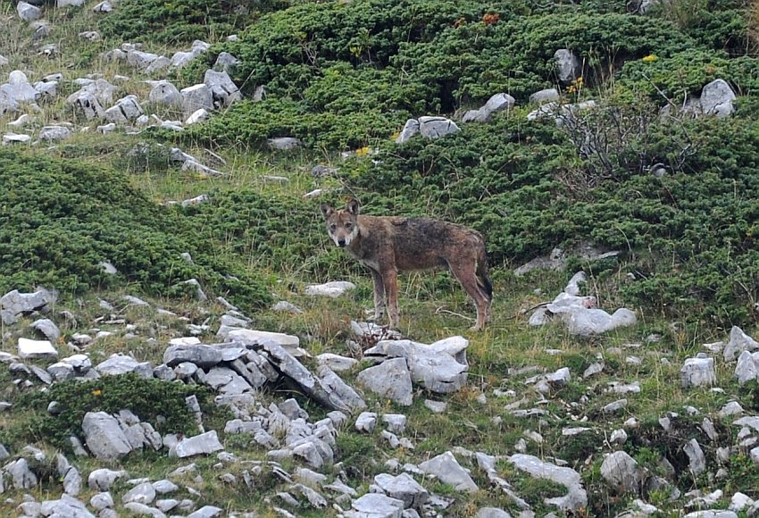 Il lupo appenninico